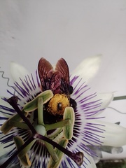 Xylocopa augusti