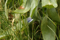 Celastrina echo
