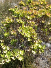 Leucadendron gandogeri