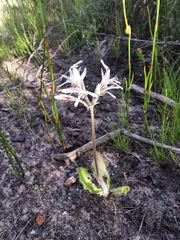 Pelargonium auritum carneum