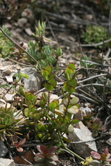 Cotyledon woodii