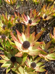 Leucadendron gandogeri