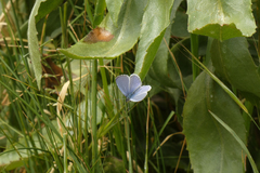Celastrina echo