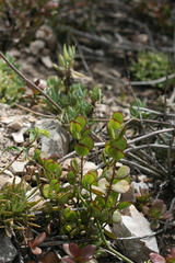 Cotyledon woodii