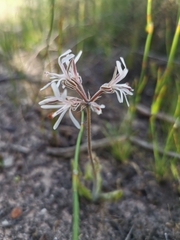 Pelargonium auritum carneum