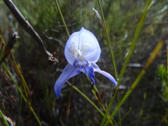 Disa purpurascens