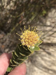 Leucospermum truncatulum