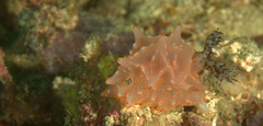 Halgerda batangas