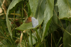 Celastrina echo