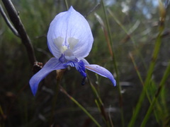 Disa purpurascens