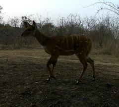 Tragelaphus scriptus