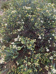 Agathosma apiculata