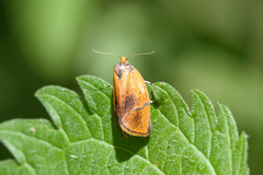 Ptycholoma lecheana