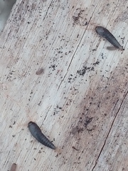 Lepisma