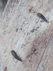 Lepisma