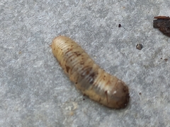 Scarabaeoidea