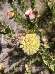 Leucospermum truncatulum