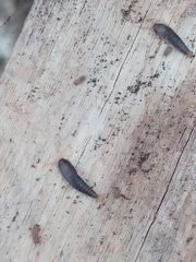 Lepisma