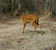 Tragelaphus scriptus