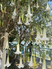 Brugmansia arborea