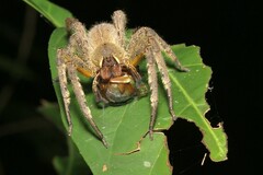 Phoneutria boliviensis