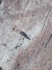 Lepisma
