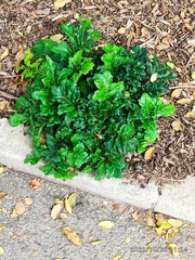 Acanthus mollis