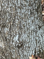 Liriodendron tulipifera