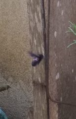 Xylocopa frontalis