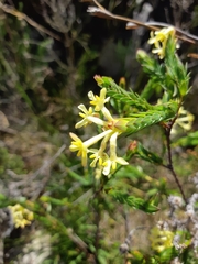 Gnidia oppositifolia
