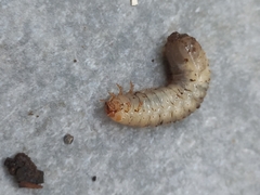 Scarabaeoidea