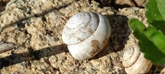 Allaegopis skanderbegianus