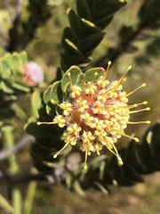 Leucospermum truncatulum