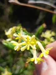 Gnidia oppositifolia