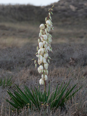 Yucca gloriosa