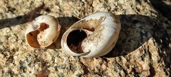Allaegopis skanderbegianus