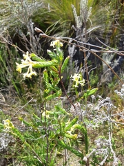 Gnidia oppositifolia