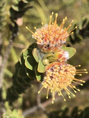 Leucospermum truncatulum