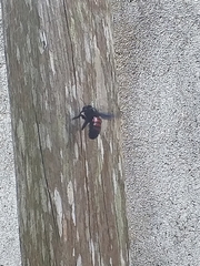 Xylocopa frontalis