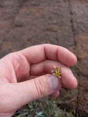 Tulbaghia