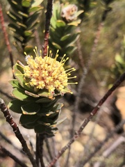 Leucospermum truncatulum