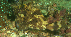 Pseudomonacanthus macrurus