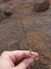 Tulbaghia