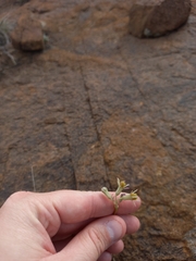 Tulbaghia