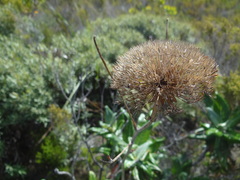 Hermas villosa