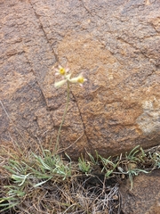 Tulbaghia
