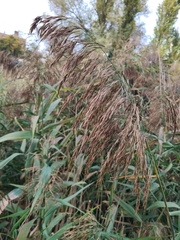 Phragmites australis