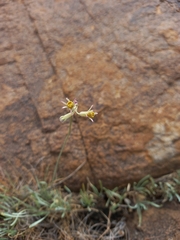 Tulbaghia