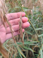 Phragmites australis