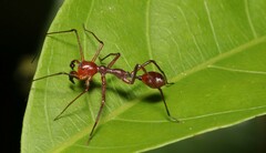 Myrmecium